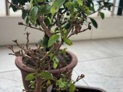 六月雪下山桩开花了 叶子有黑点 怎么办