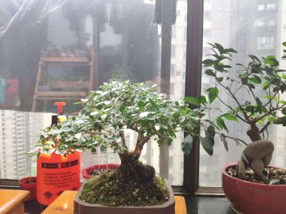六月雪下山桩叶尖干枯发黑 怎么办 图片