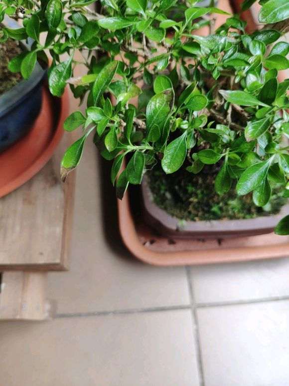 六月雪下山桩叶尖干枯发黑 怎么办 图片