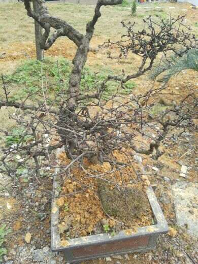 六月雪下山桩叶子枯了不掉 怎么办