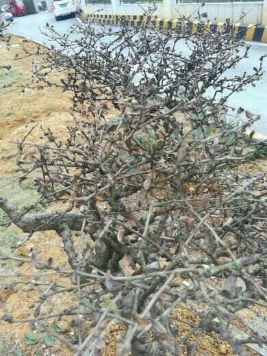 六月雪下山桩叶子枯了不掉 怎么办