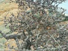 六月雪下山桩叶子枯了不掉 怎么办