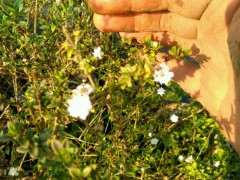 六月雪下山桩怎么修理成独干 图片