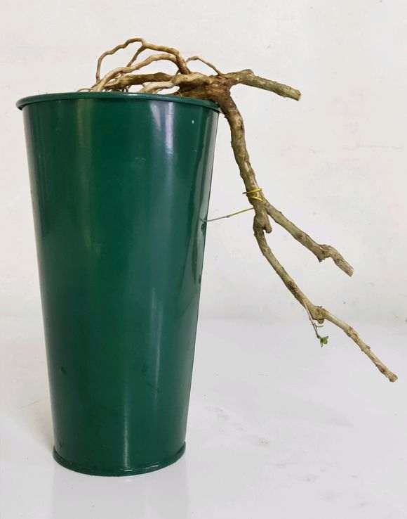 六月雪下山桩怎么制作提根悬崖盆景 图片