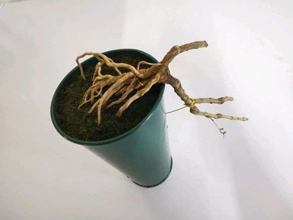 六月雪下山桩怎么制作提根悬崖盆景 图片