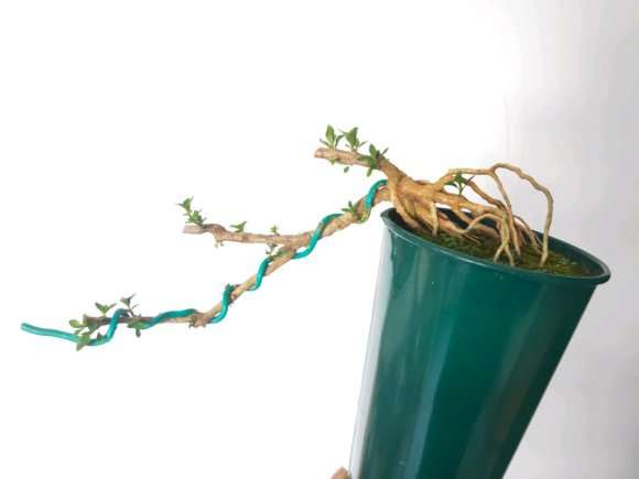 六月雪下山桩怎么制作提根悬崖盆景 图片