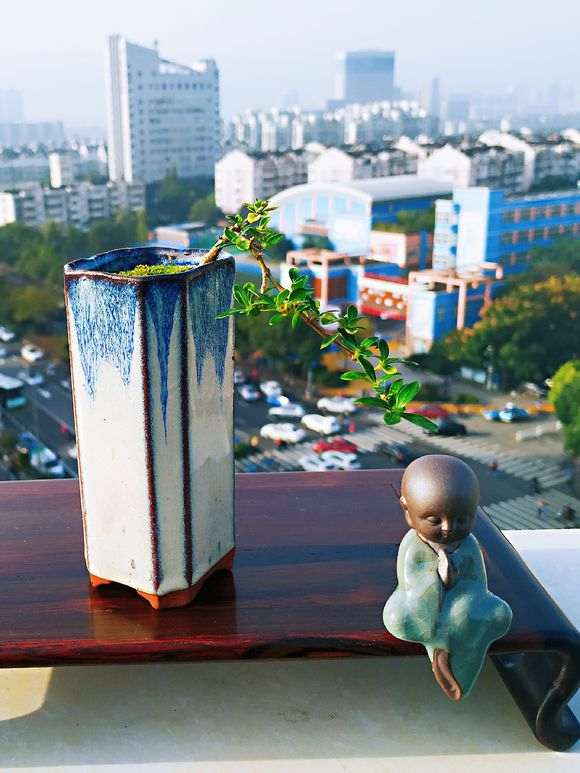 六月雪下山桩怎么制作提根悬崖盆景 图片