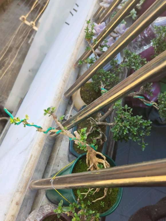 六月雪下山桩怎么制作提根悬崖盆景 图片