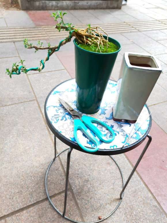 六月雪下山桩怎么制作提根悬崖盆景 图片