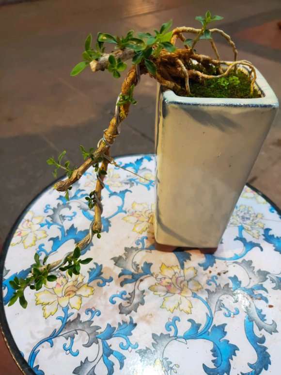 六月雪下山桩怎么制作提根悬崖盆景 图片