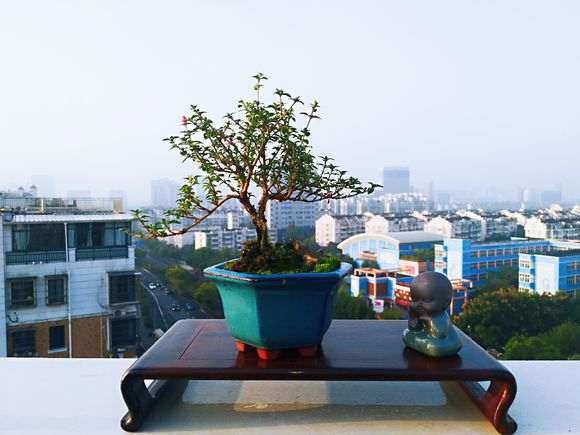 六月雪下山桩 去年扦插的牙签苗 图片