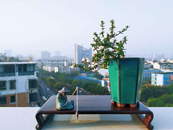 六月雪下山桩 去年扦插的牙签苗 图片