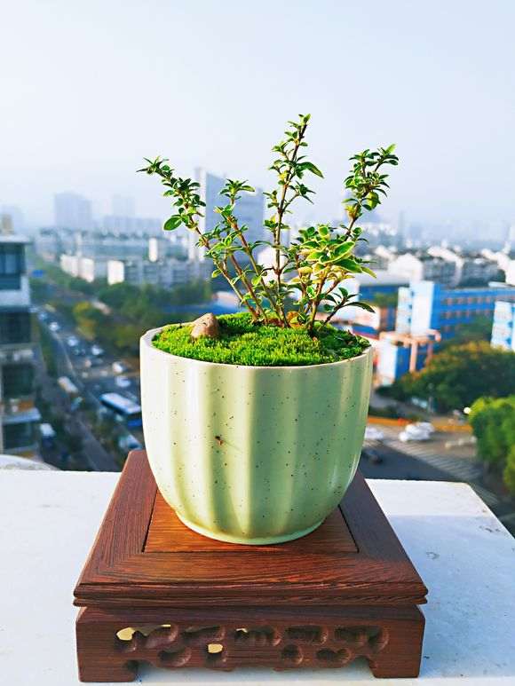 六月雪下山桩 去年扦插的牙签苗 图片