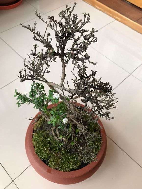 六月雪下山桩部分都发芽了 怎么样