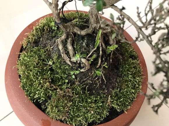 六月雪下山桩部分都发芽了 怎么样
