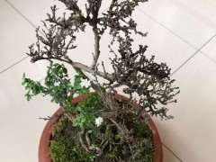 六月雪下山桩部分都发芽了 可以吗