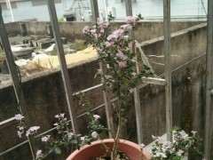 为什么六月雪下山桩开的花是红色 图片