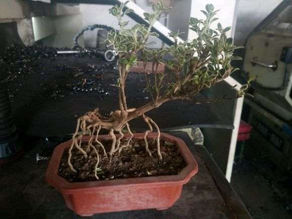 六月雪下山桩 放块石头应该怎么放 图片