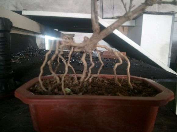 六月雪下山桩 放块石头应该怎么放 图片