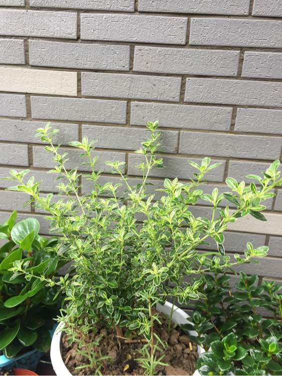 六月雪下山桩为什么不开花光抽条 图片