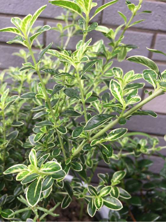 六月雪下山桩为什么不开花光抽条 图片