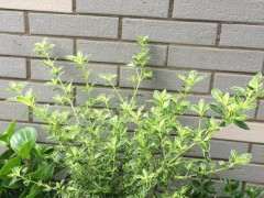 六月雪下山桩为什么不开花光抽条 图片