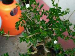 六月雪下山桩现在可以换盆吗 图片