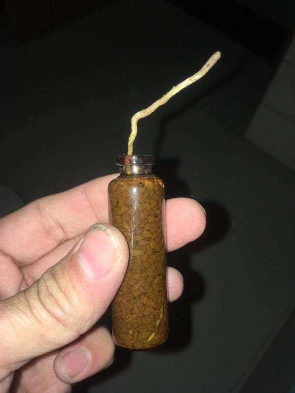 六月雪下山桩修剪下来的根能否插活