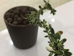 下山桩水肥都是包含了哪些 怎么制作