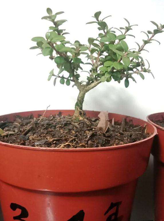 六月雪下山桩怎么会生青虫 图片