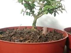 六月雪下山桩怎么会生青虫 图片