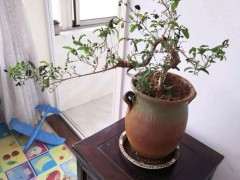 六月雪下山桩叶子发黑脱落 怎么办 图片