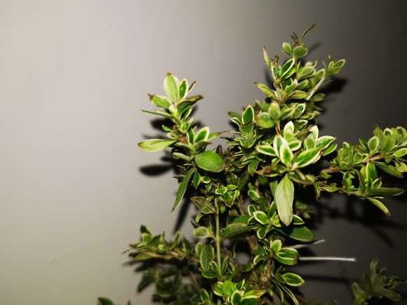 六月雪下山桩叶尖发黄发黑 怎么办 图片