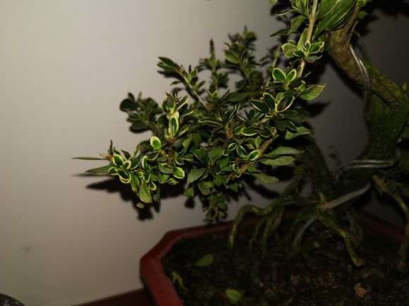 六月雪下山桩叶尖发黄发黑 怎么办 图片