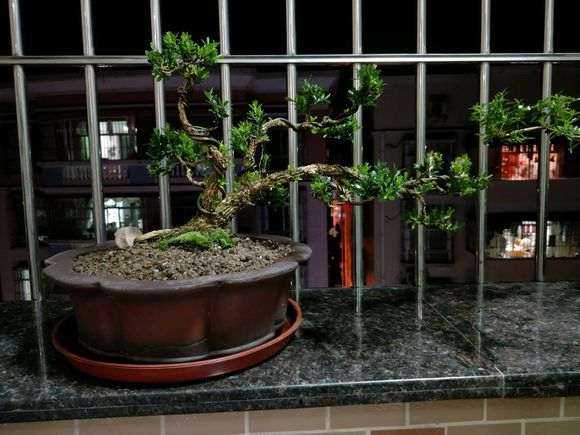 六月雪下山桩和黄杨有几分相似 图片