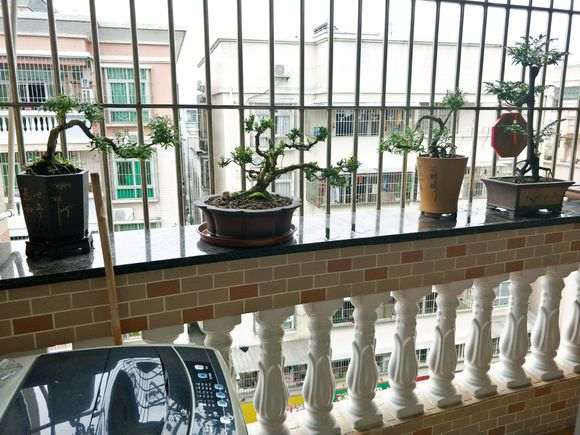 六月雪下山桩和黄杨有几分相似 图片