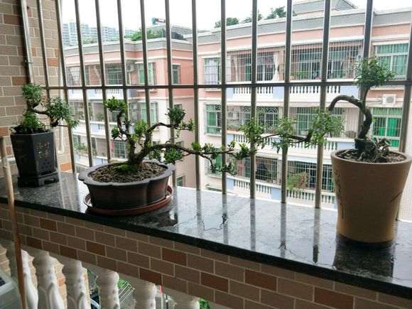 六月雪下山桩和黄杨有几分相似 图片