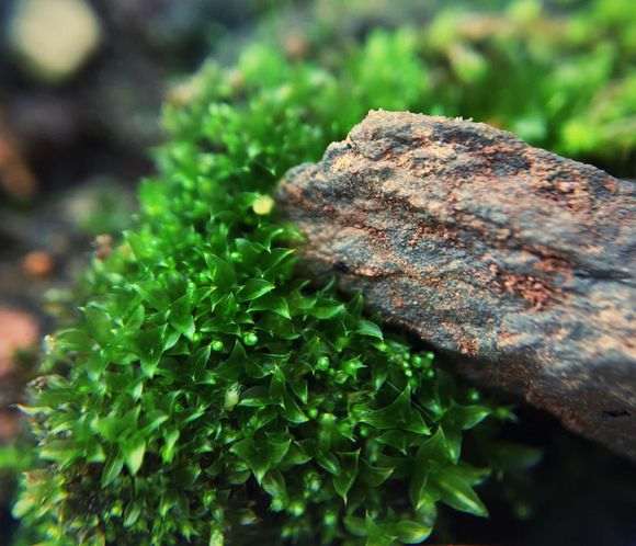 六月雪下山桩就长出了好多苔藓 图片