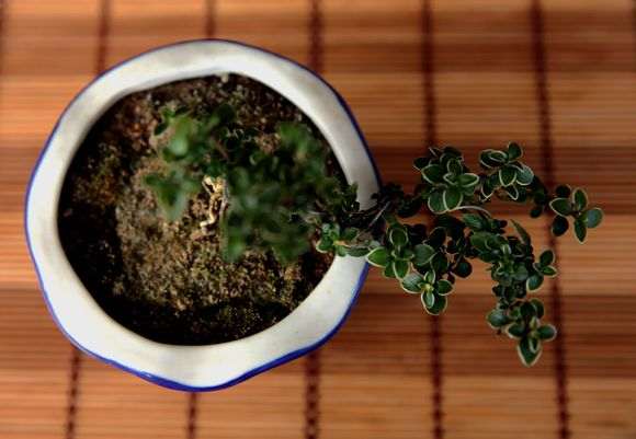 六月雪下山桩就长出了好多苔藓 图片