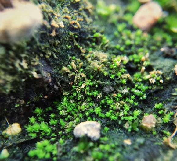 六月雪下山桩就长出了好多苔藓 图片