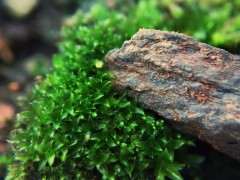 六月雪下山桩就长出了好多苔藓 图片