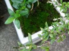 为什么六月雪下山桩没长过花 图片