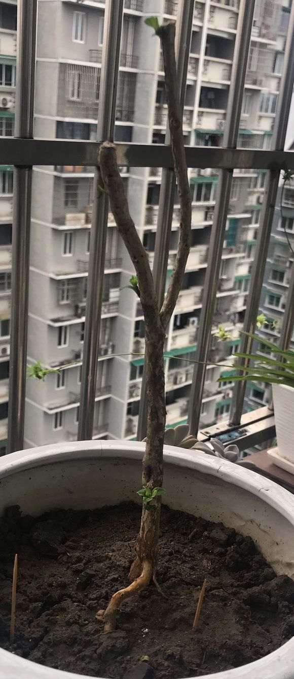 六月雪下山桩终于发芽了 怎么办 图片