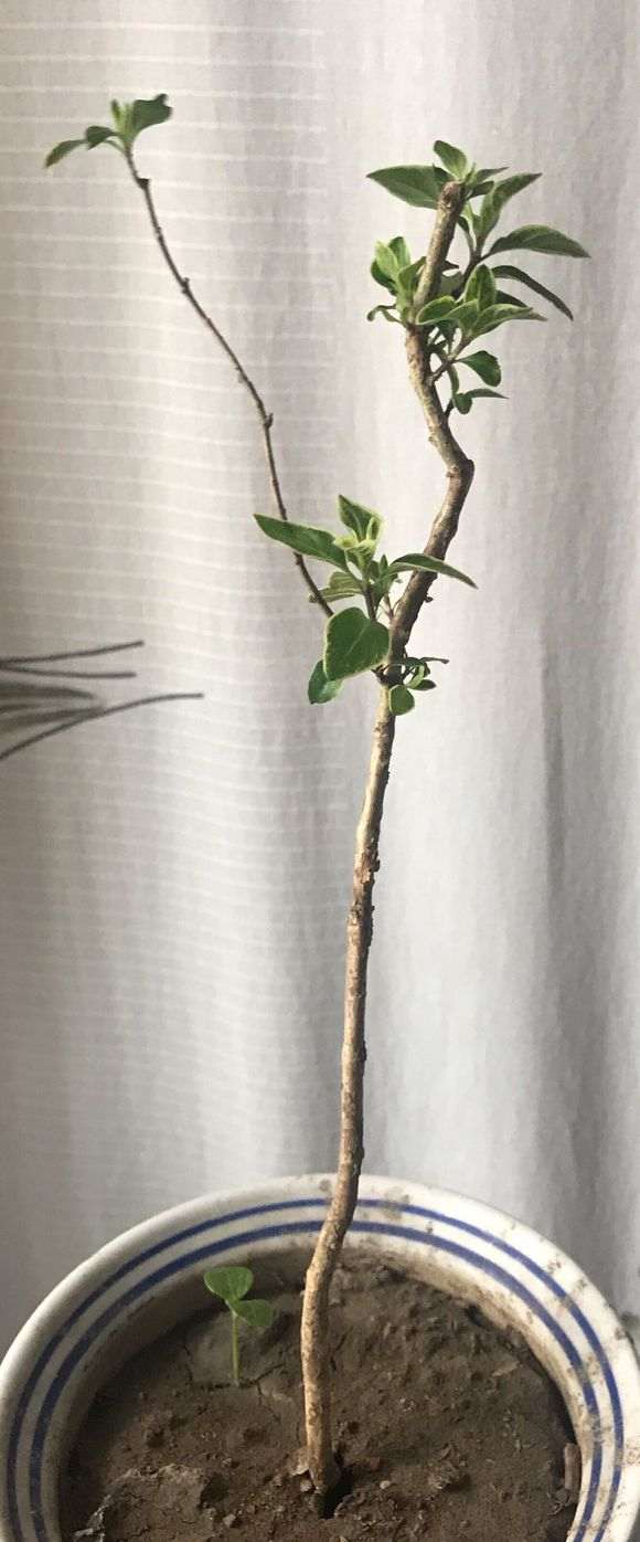 六月雪下山桩终于发芽了 怎么办 图片