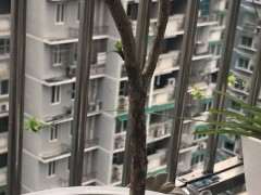 六月雪下山桩终于发芽了 怎么办 图片