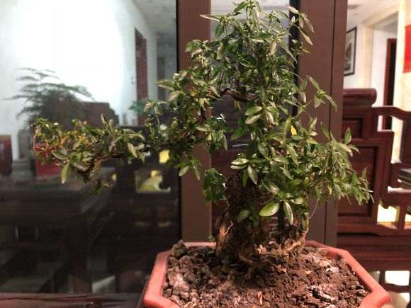 六月雪下山桩长蚜虫了 怎么办 图片