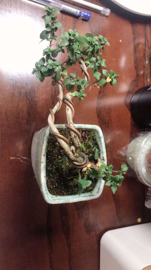 六月雪下山桩叶子发黄 怎么办 图片