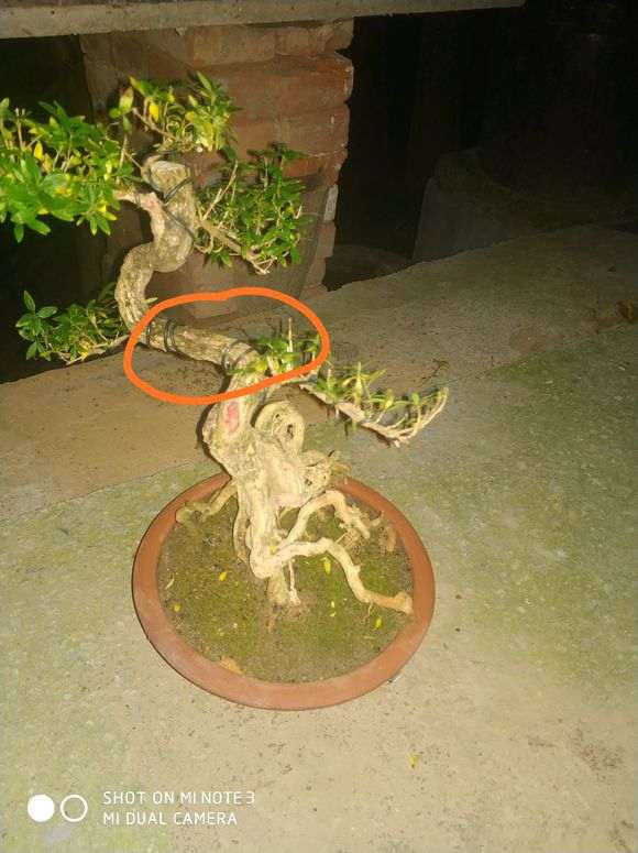 六月雪下山桩不好看 根部倒是不错 图片