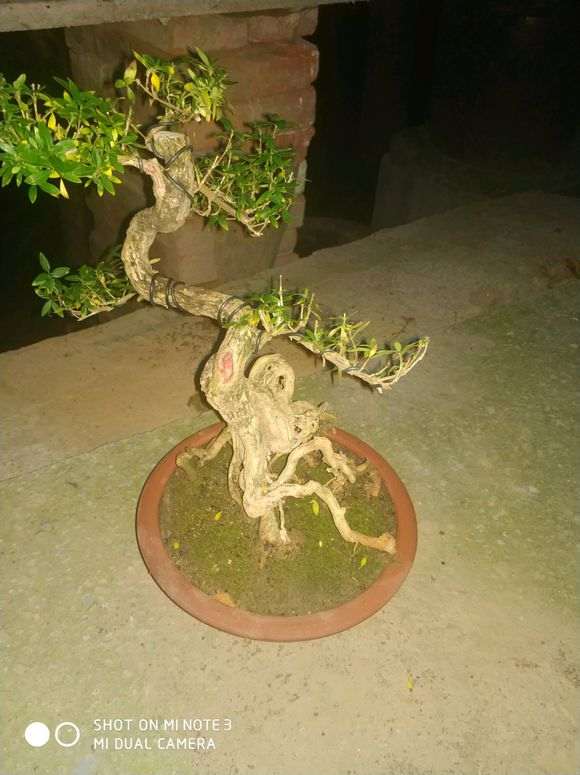 六月雪下山桩不好看 根部倒是不错 图片