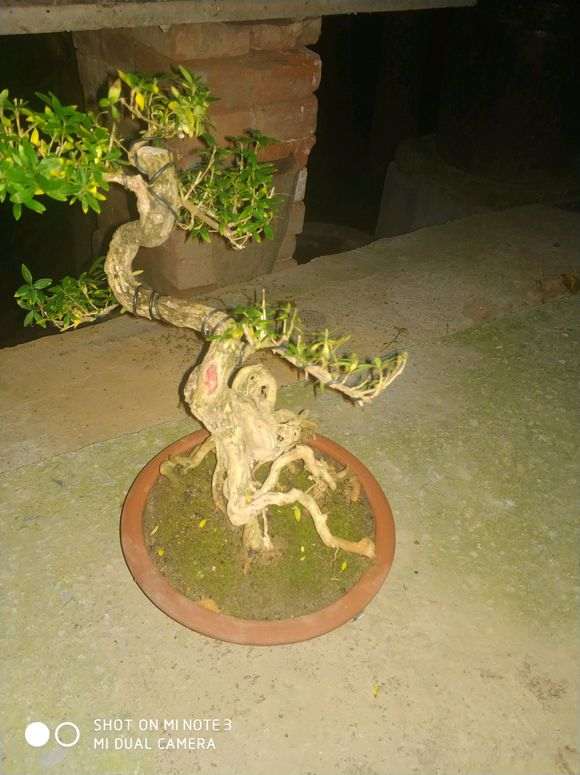 六月雪下山桩不好看 根部倒是不错 图片